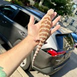 Preview image 1 for (JJ07) Irian Jaya Blue Tongue Skink Baby - LAST CBB IJ FOR THE YEAR