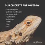 Preview image 3 for Adult Crickets (1,000) by Ovipost