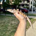 Preview image 2 for (FM08) Classic Northern Blue Tongue Skink Baby