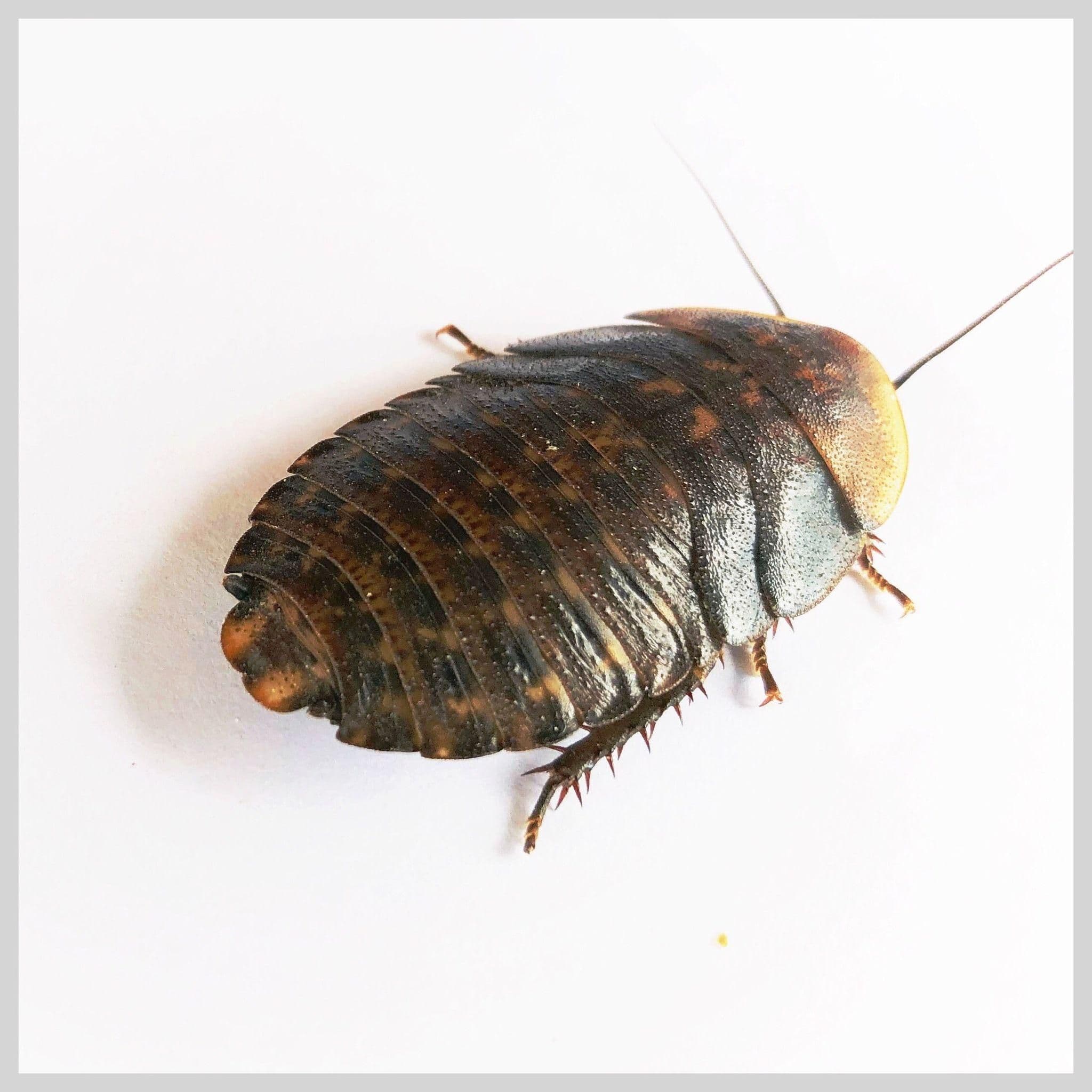 Image 1 for Large (1-1.5") Discoid Roaches (100) by Ovipost